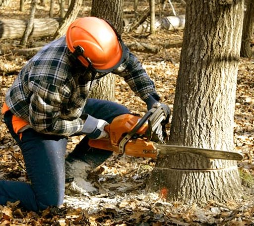 Tree Removal in Buchanan Dam, TX